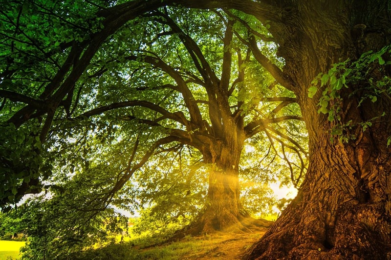 Enchanted Clearings