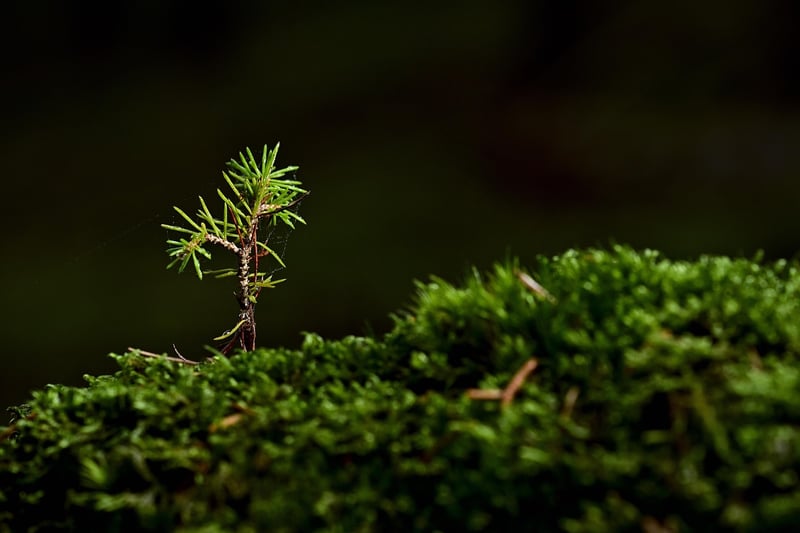 Mossy Accents in Tablescapes